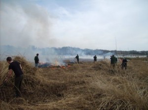 Reed cutting and burning at Mercury Marsh